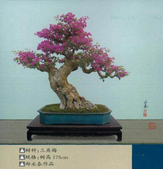 郑永泰的欣园盆景注重技法,追求意境,自成风格