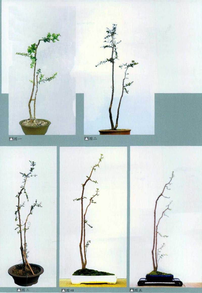 下山桩需过养活的关 当时经验不足桩材存活几率较低