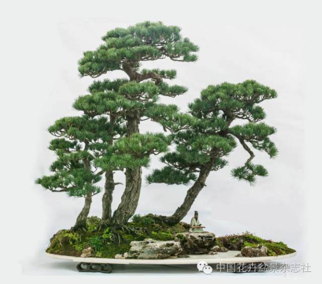 盆景中虚与实的应用技巧【图解】