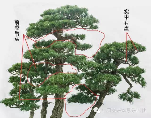 盆景中虚与实的应用技巧【图解】