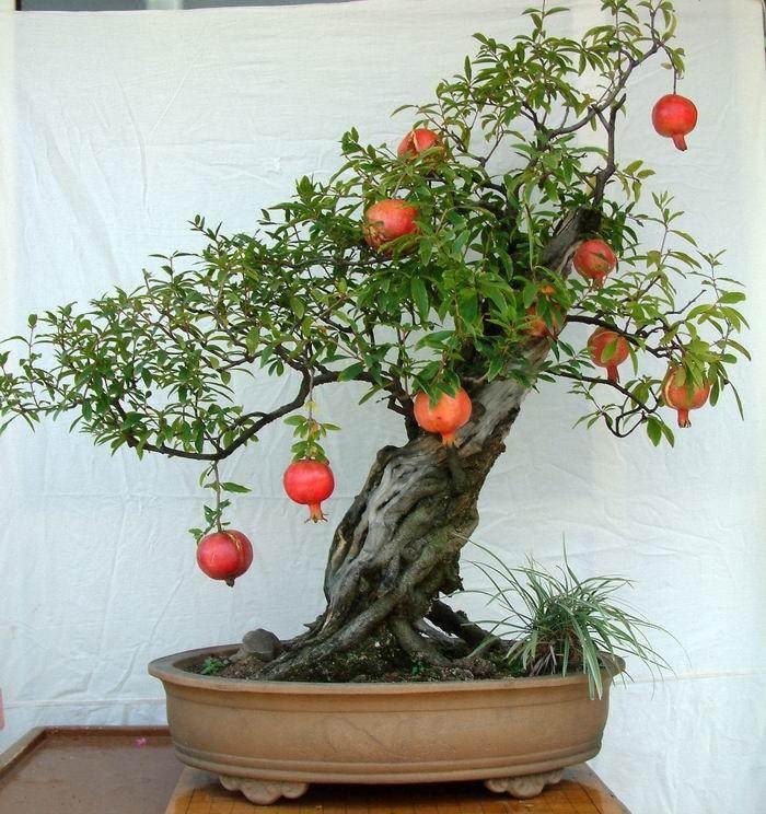 石榴树桩盆景的采挖施肥与修剪