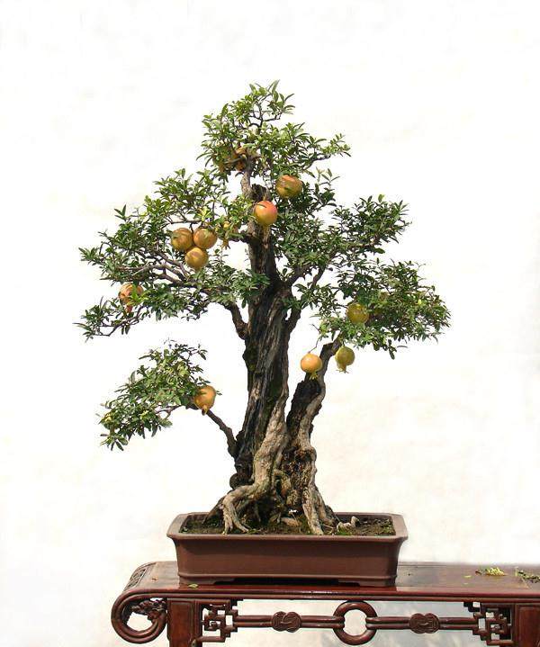 石榴树桩盆景的采挖施肥与修剪