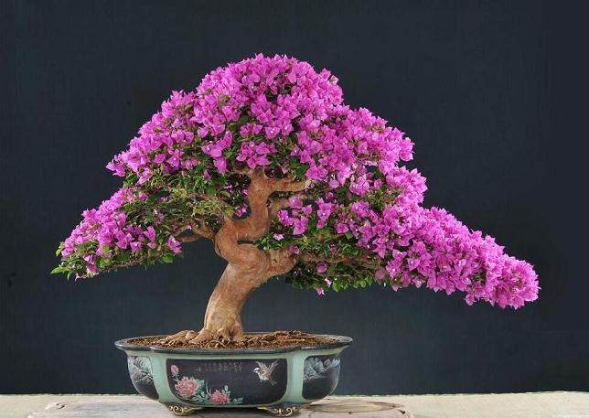 修剪三角梅盆景枝条的10个种类