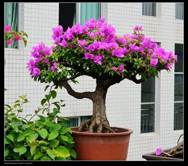 三角梅盆景修剪的3个目的