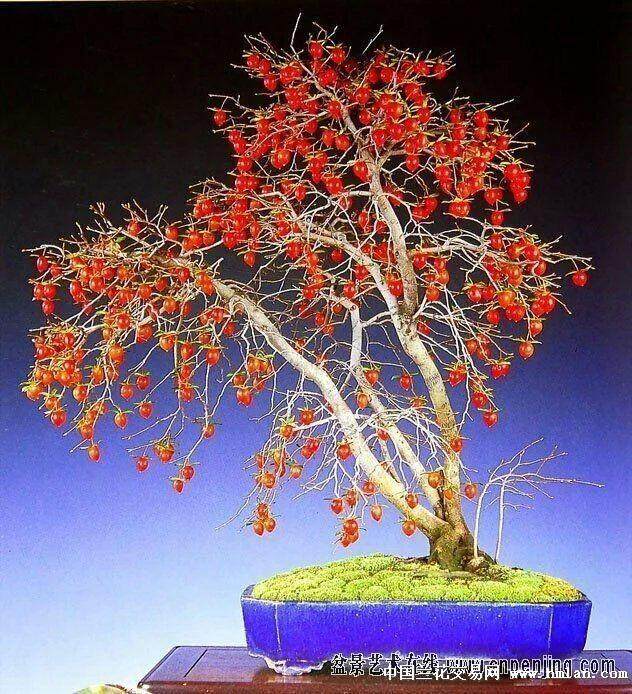 总结下一年12月份对老鸦柿盆景的养护心得