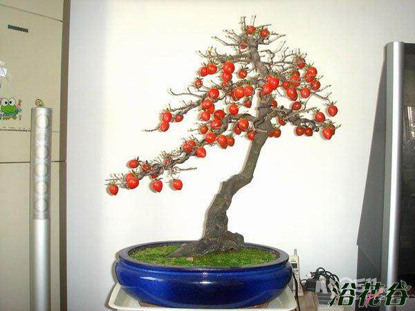 总结下一年12月份对老鸦柿盆景的养护心得