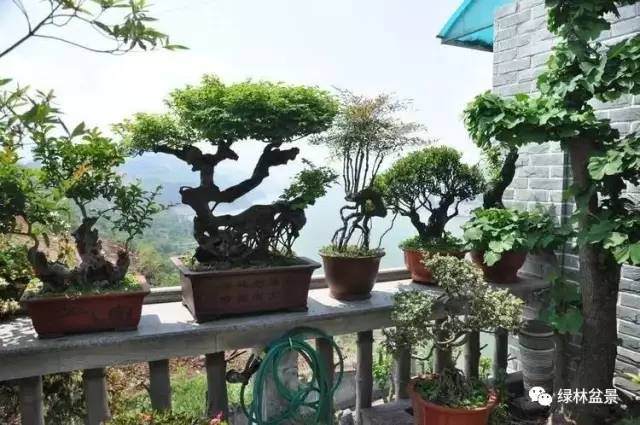 赵庆泉认为:盆景树种无高下,根据偏好兼而有之!