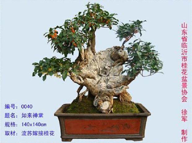 桂花盆景不开花的10种原因