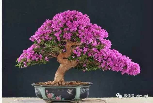 三角梅盆景应该这样玩！