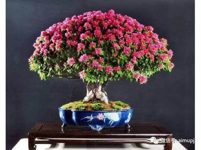 三角梅盆景应该这样玩！
