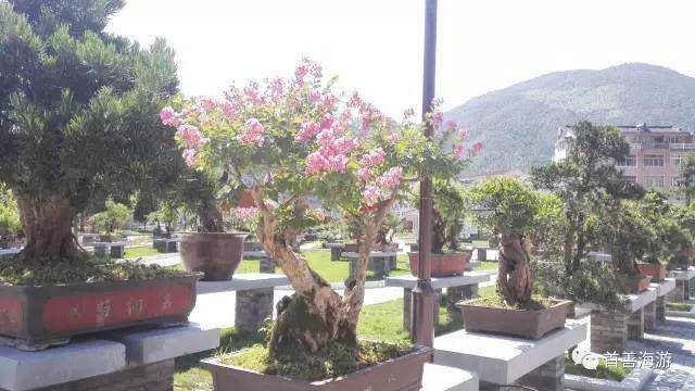 号外!号外!三门首家盆景市场7月15日开业!