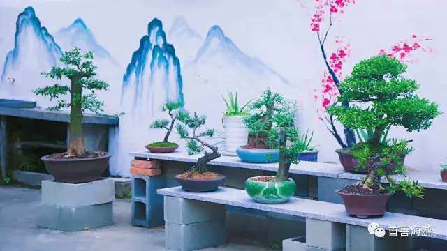 号外!号外!三门首家盆景市场7月15日开业!