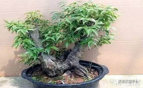 乌饭树盆景怎么养？