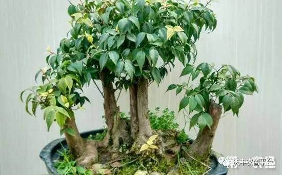 乌饭树盆景怎么养？