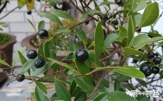 乌饭树盆景怎么养？
