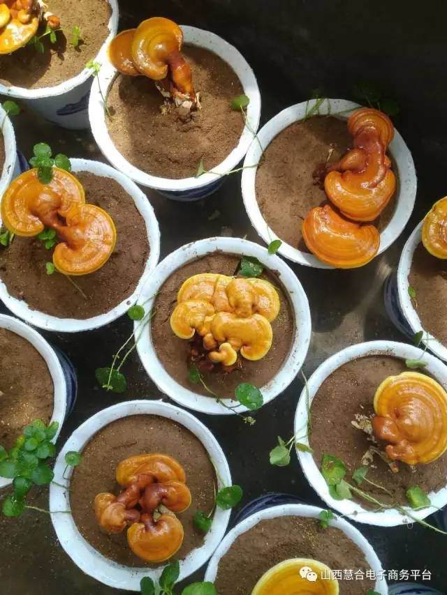 太行山灵芝盆景生产基地简介