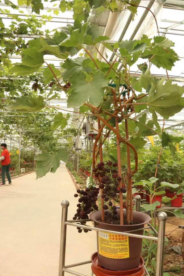 QTV-5《财经广角》:农业改革创新项目 盆景式葡萄喜获丰收