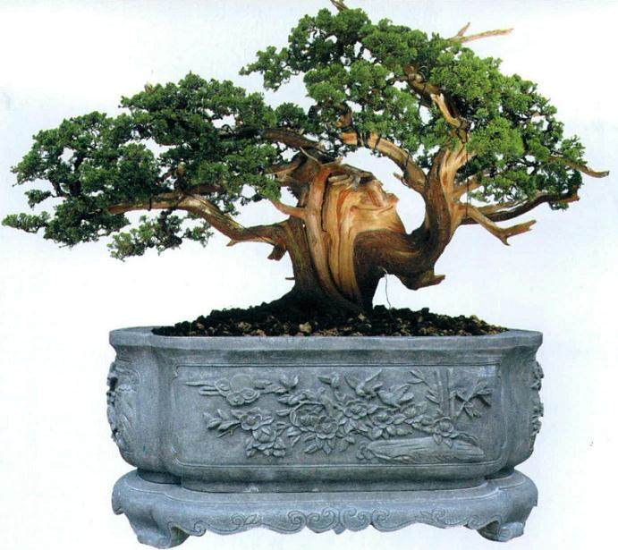 厦门的高端私家盆景园