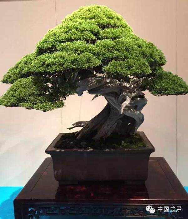 为什么在较冷的区域，冬天要给盆景提供更多保护？