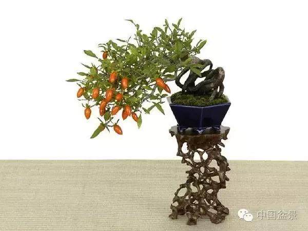 为什么在较冷的区域，冬天要给盆景提供更多保护？