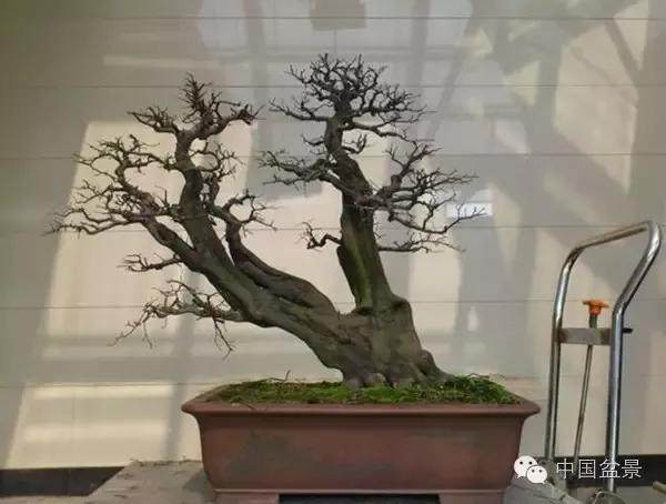 为什么在较冷的区域，冬天要给盆景提供更多保护？