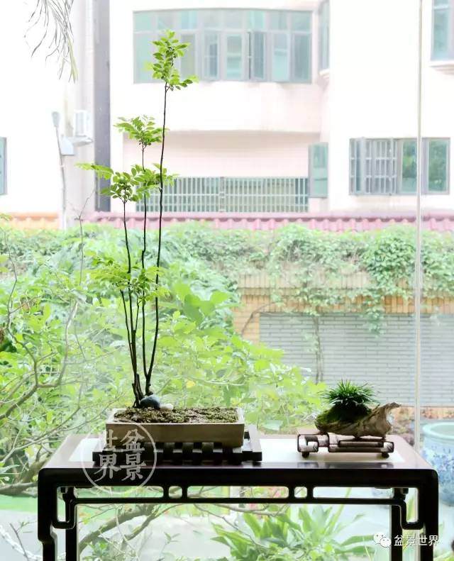 韩学年的盆景小院