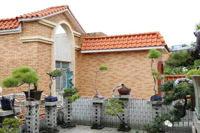 韩学年的盆景小院