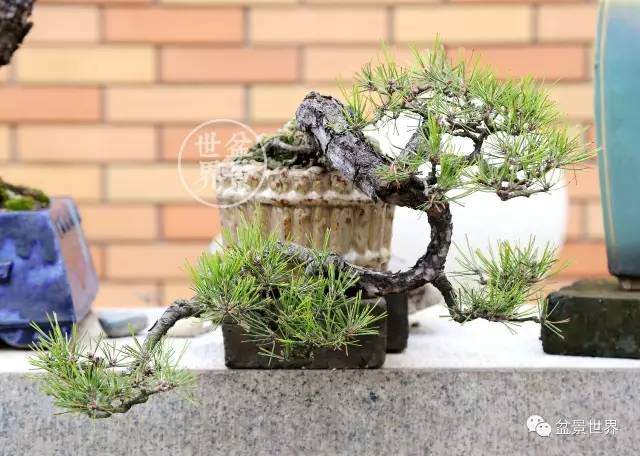 韩学年的盆景小院