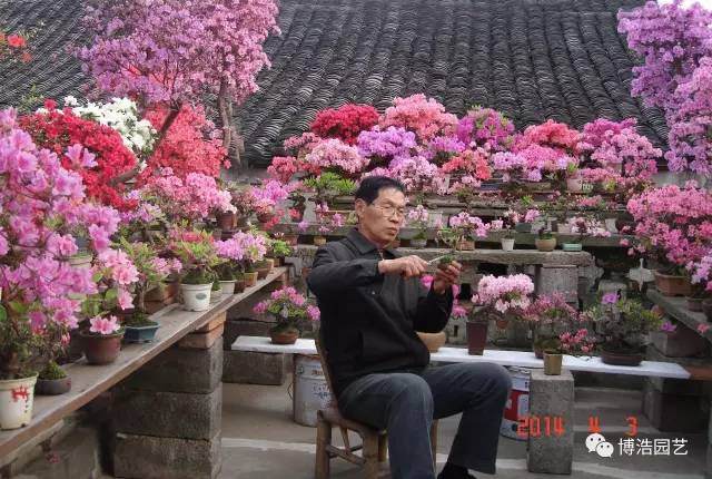 本人于2017年7月4日拜访了一位宁波盆景界老前辈