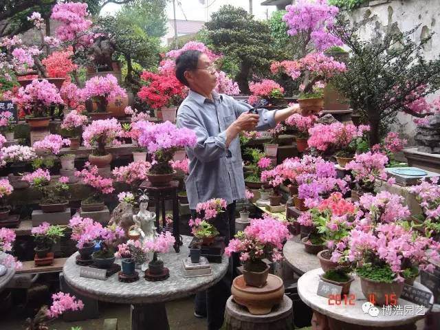 本人于2017年7月4日拜访了一位宁波盆景界老前辈