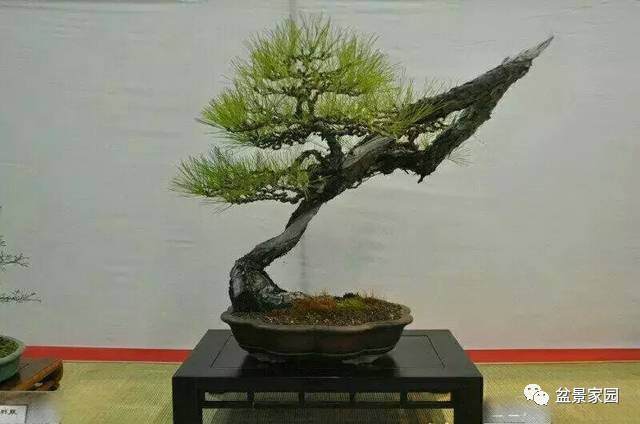 盆景植物浇水的“五大忌讳”