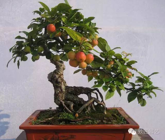 教你如何提高石榴盆景坐果率?