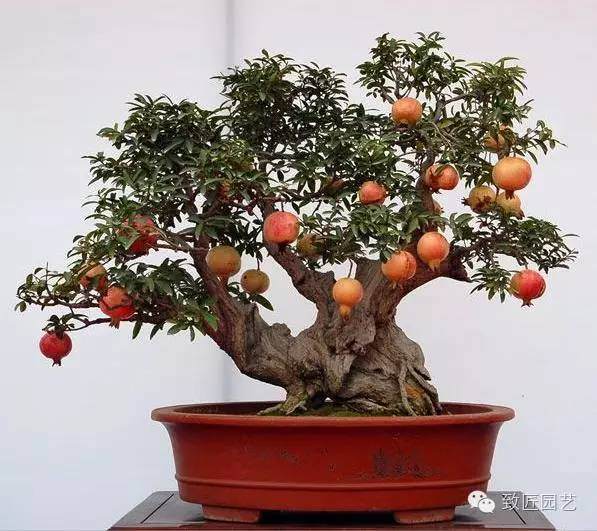 教你如何提高石榴盆景坐果率?