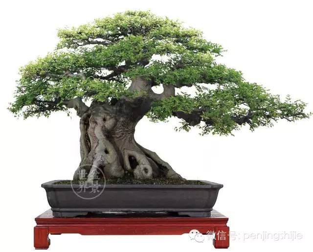 图解 金奖盆景怎么快速成型的方法