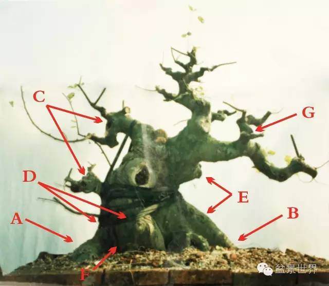 图解 金奖盆景怎么快速成型的方法