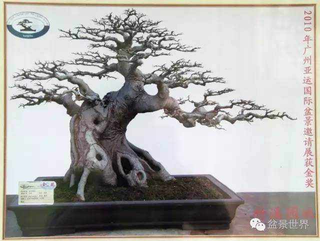 图解 金奖盆景怎么快速成型的方法