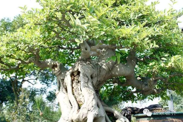 图解 金奖盆景怎么快速成型的方法