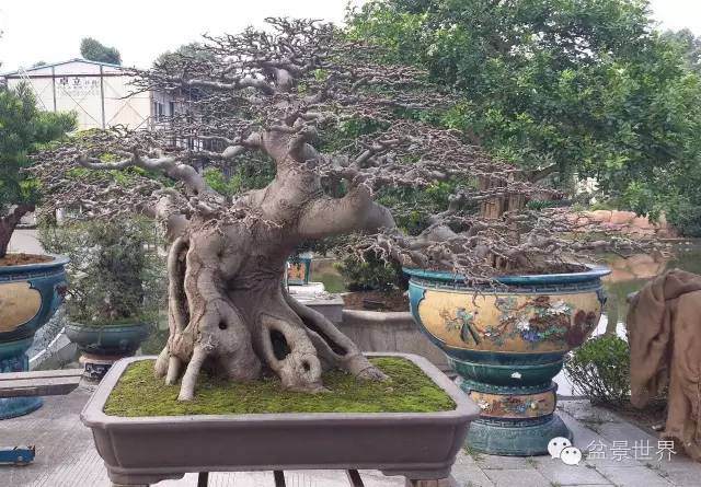 图解 金奖盆景怎么快速成型的方法