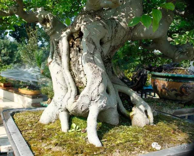 图解 金奖盆景怎么快速成型的方法