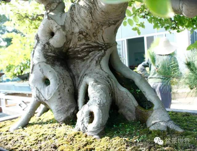 图解 金奖盆景怎么快速成型的方法