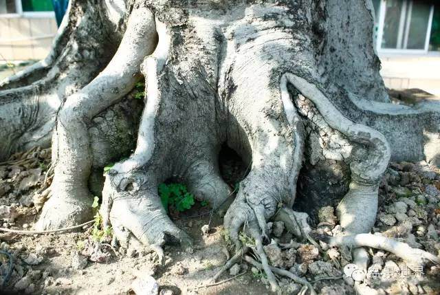 图解 金奖盆景怎么快速成型的方法