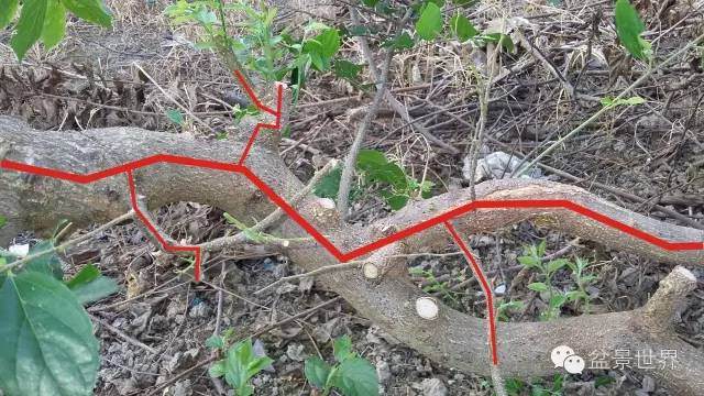 图解 金奖盆景怎么快速成型的方法