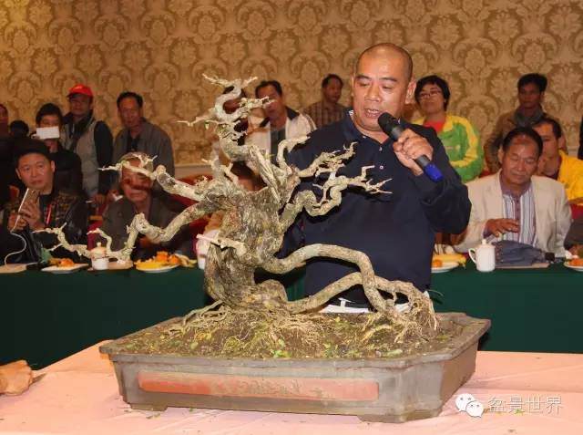 图解 金奖盆景怎么快速成型的方法