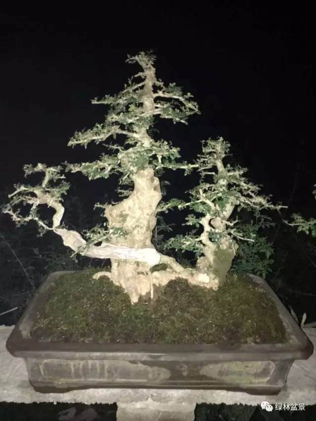 岭南盆景的外部构图和内部章法