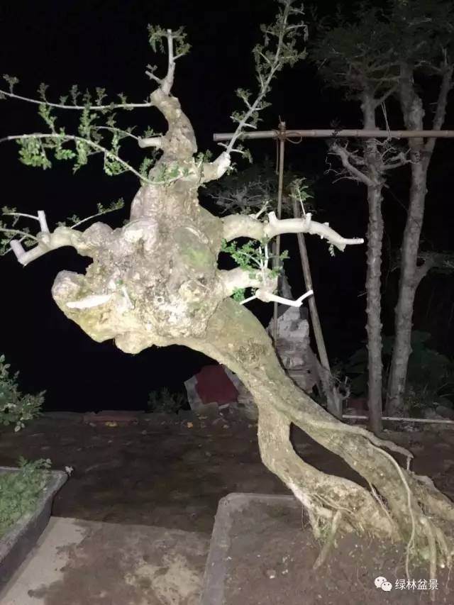 岭南盆景的外部构图和内部章法