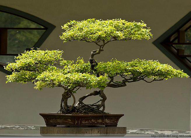  2014年开封盆景邀请展