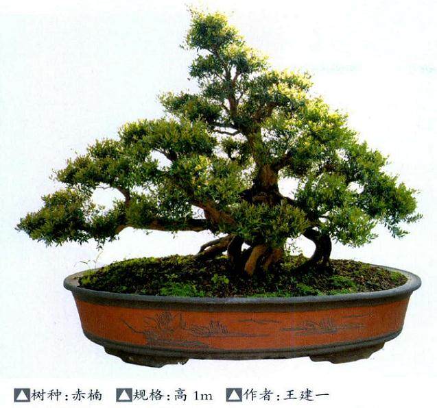 赤楠盆景怎么采桩培养的方法