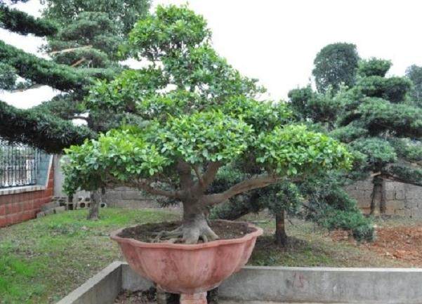 第六届中国盆景学术研讨会暨精品盆景邀请展实施方案