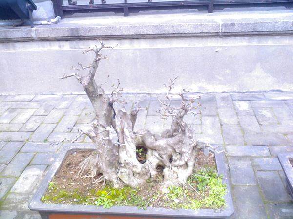 武汉花卉盆景奇石协会树石盆景专业委员会