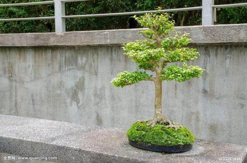 60岁一把年纪了 什么不学 去学偷盆景！